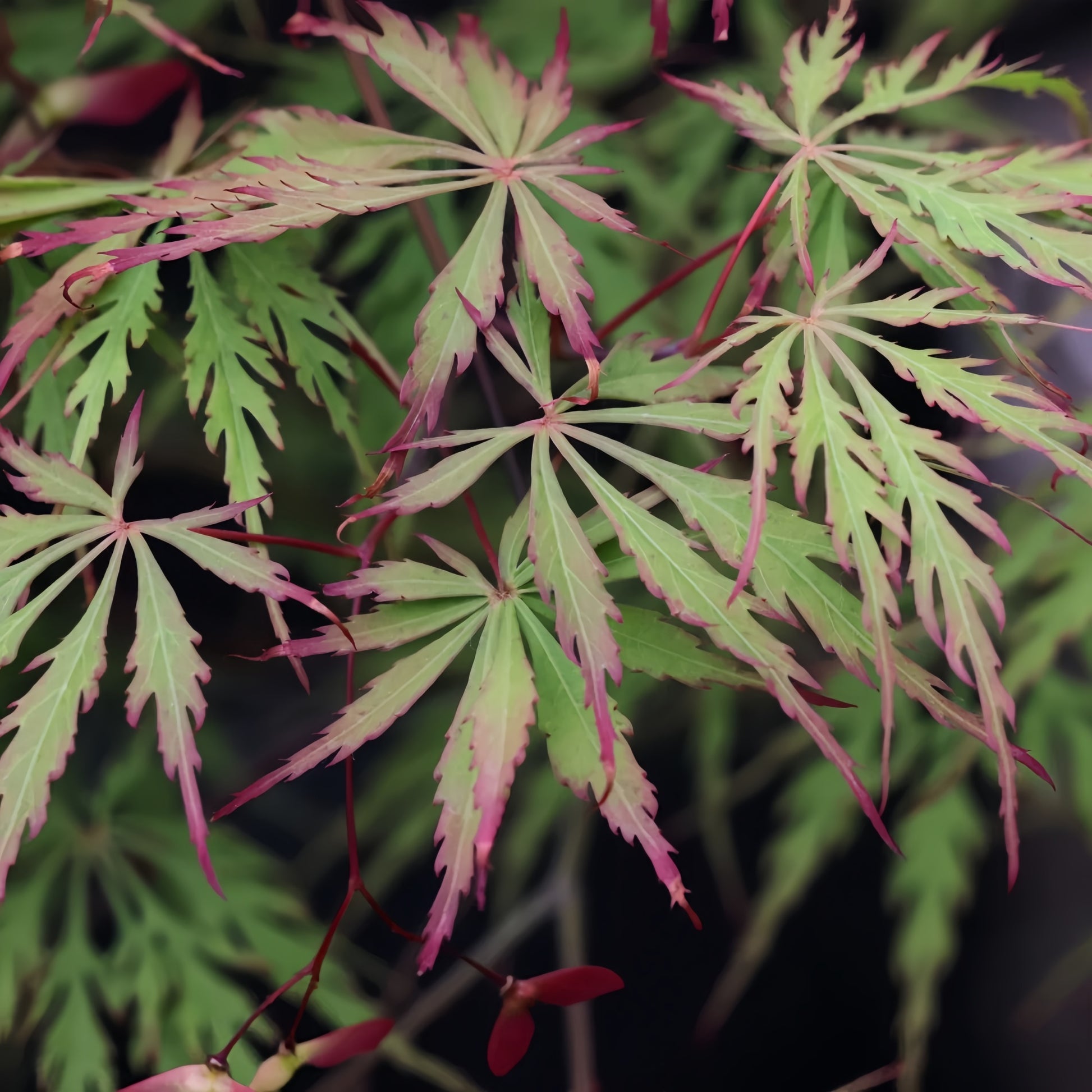 Kaga-sudare Japanese Maple