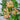 Kaga-sudare Japanese Maple Japanese Maple with seasonal foliage color