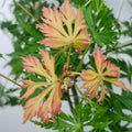 Kaga-sudare Japanese Maple