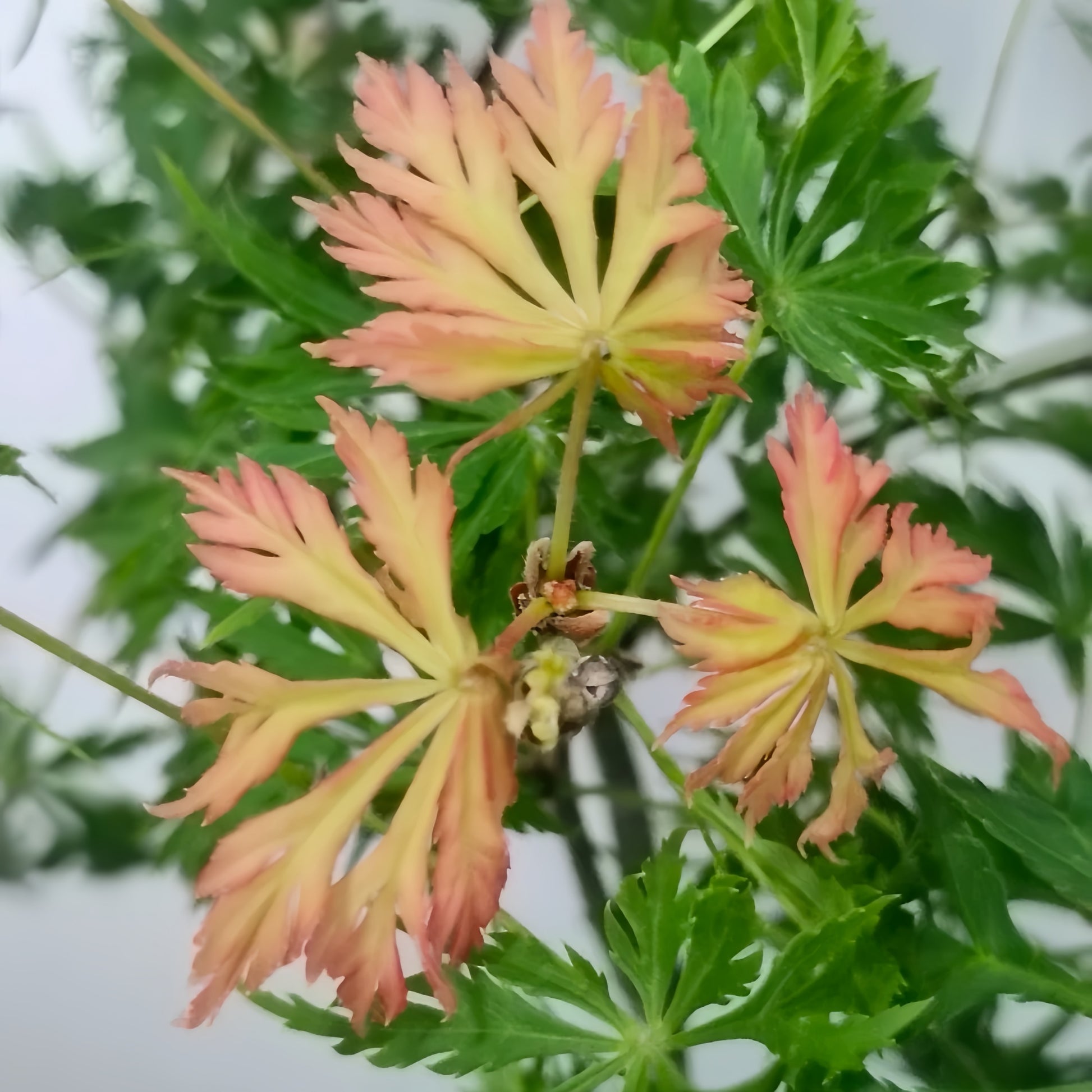 Kaga-sudare Japanese Maple
