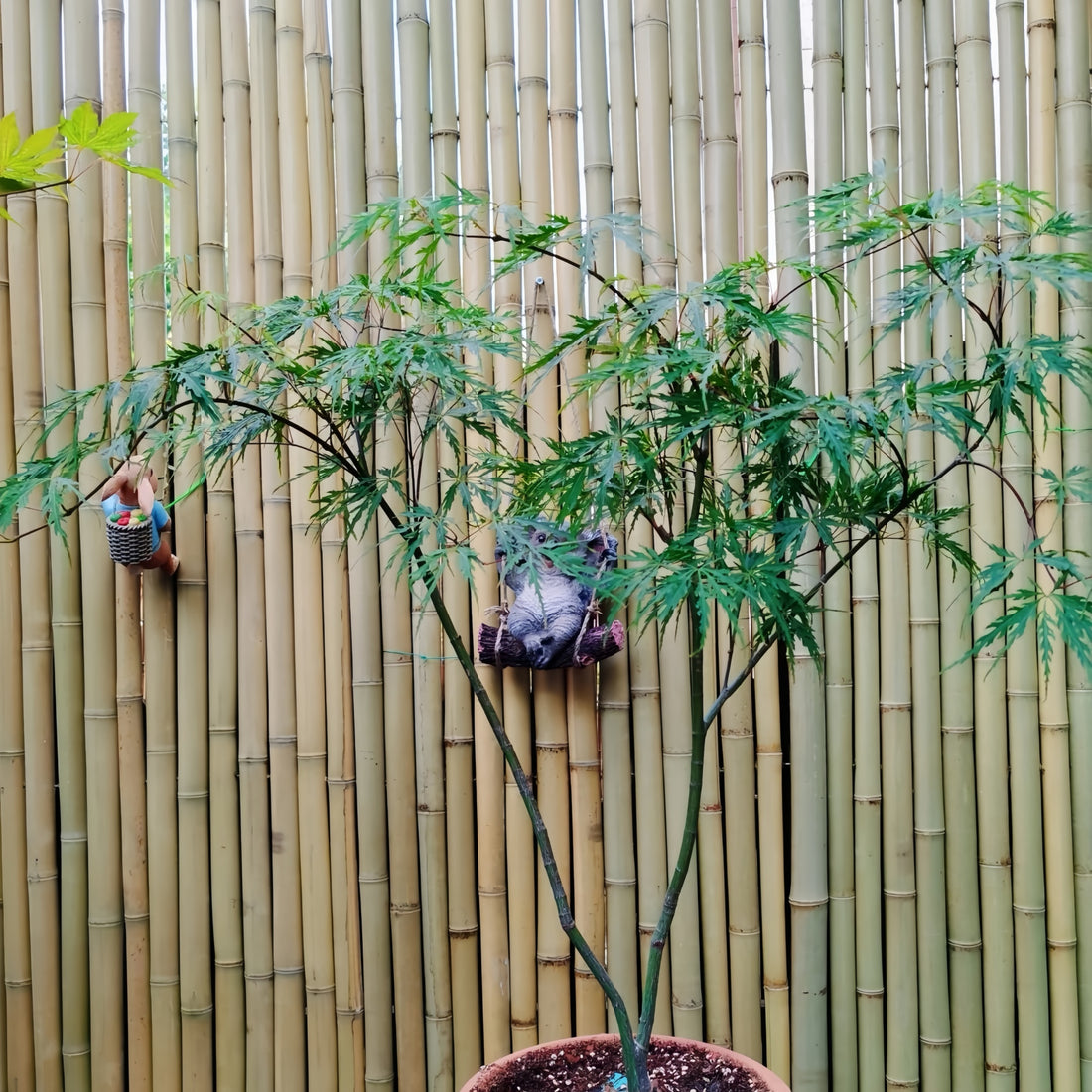 Kaga-sudare Japanese Maple