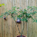 Kaga-sudare Japanese Maple