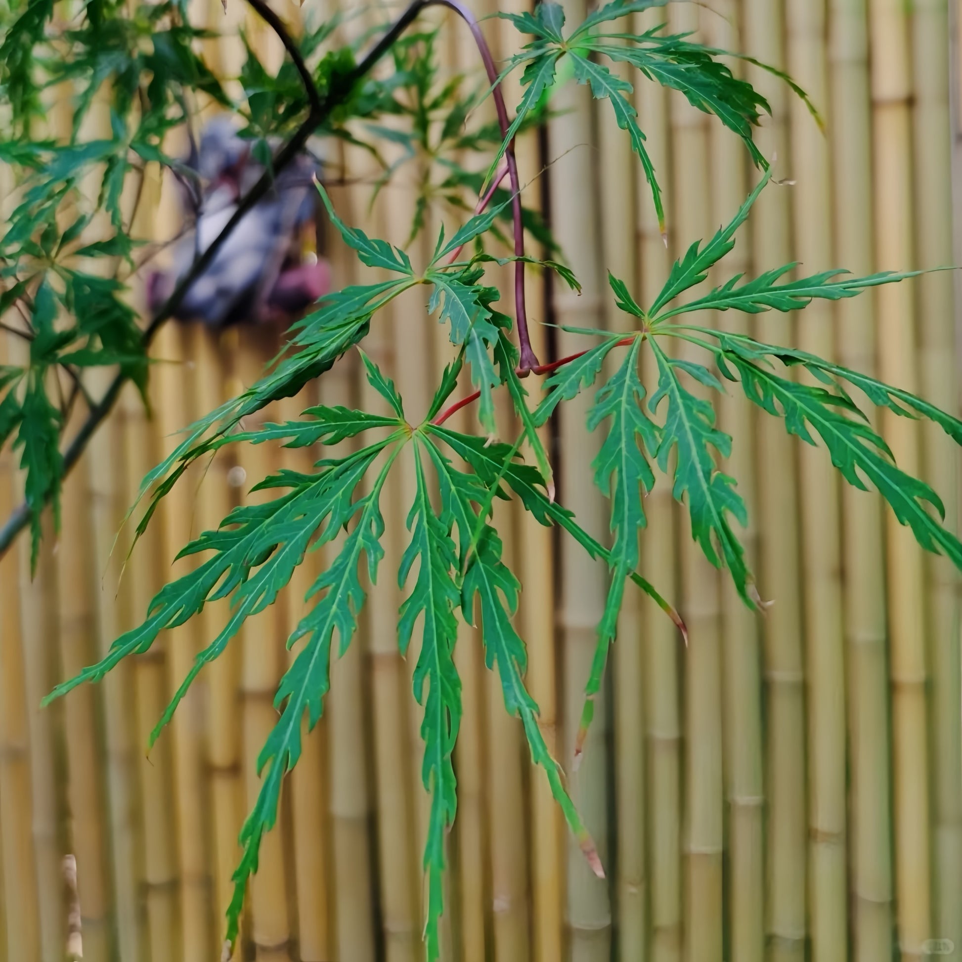Kaga-sudare Japanese Maple