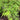 Kaga-sudare Japanese Maple compact maple ideal for patios and bonsai