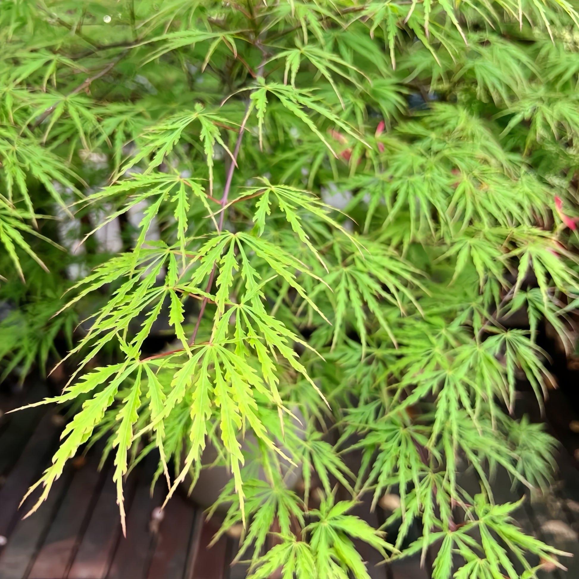 Kaga-sudare Japanese Maple