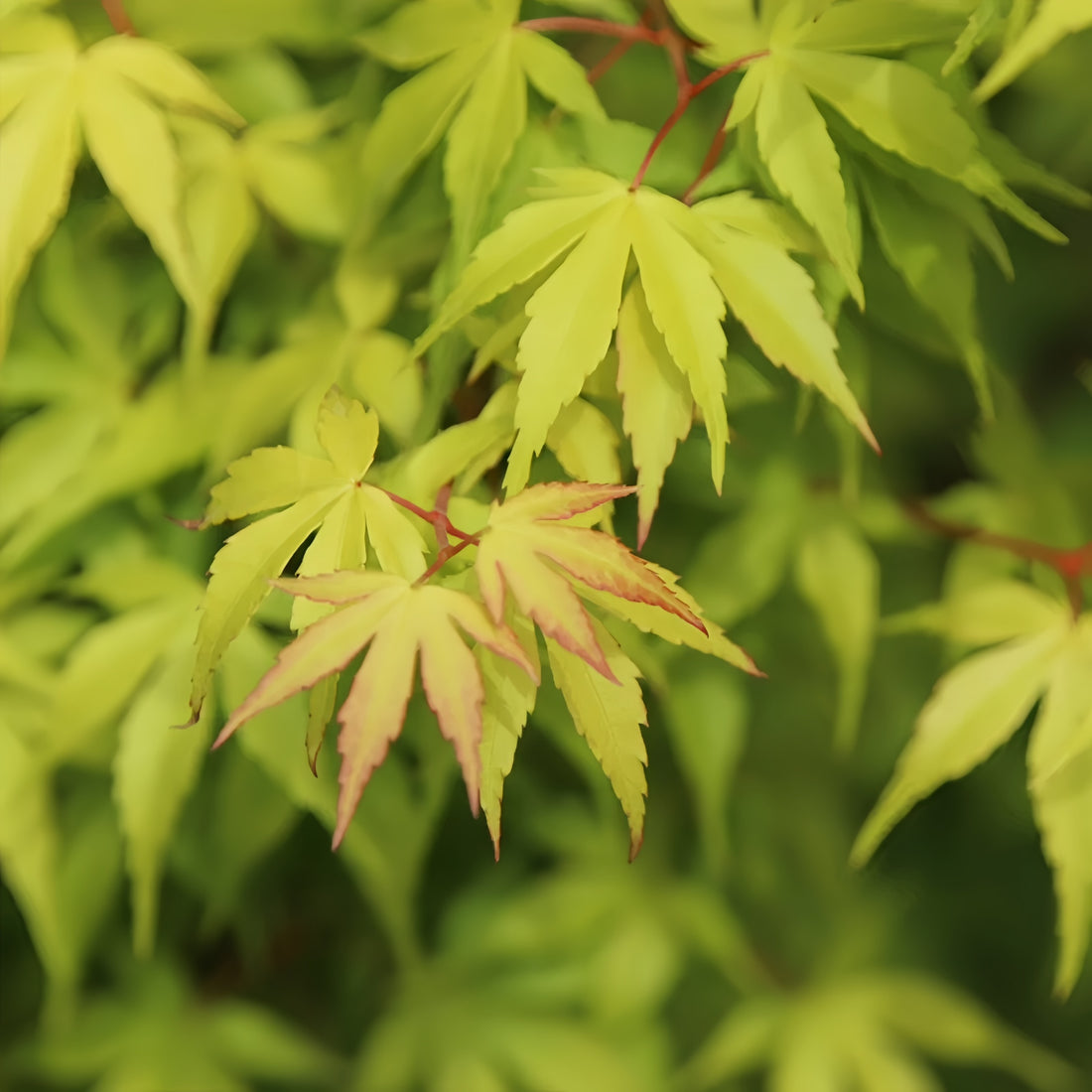 Kasuu Japanese Maple 