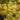 Kasuu Japanese Maple compact maple ideal for patios and bonsai