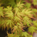 Kasuu Japanese Maple 