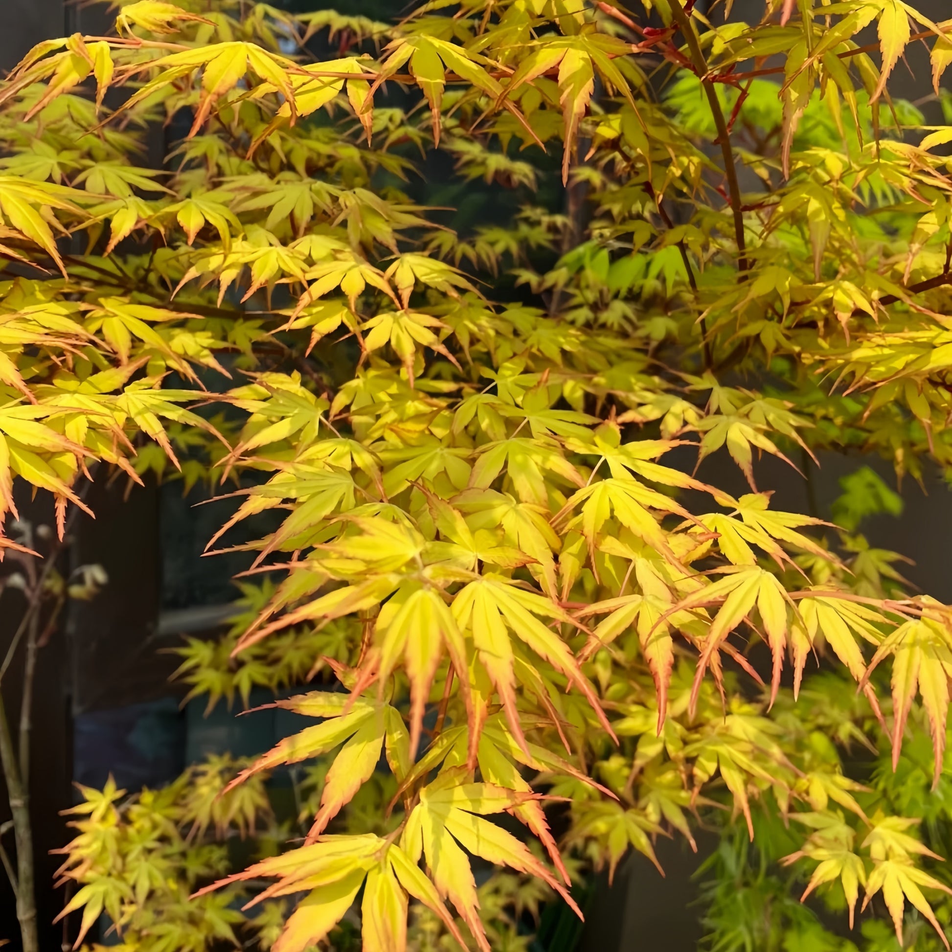 Kasuu Japanese Maple 