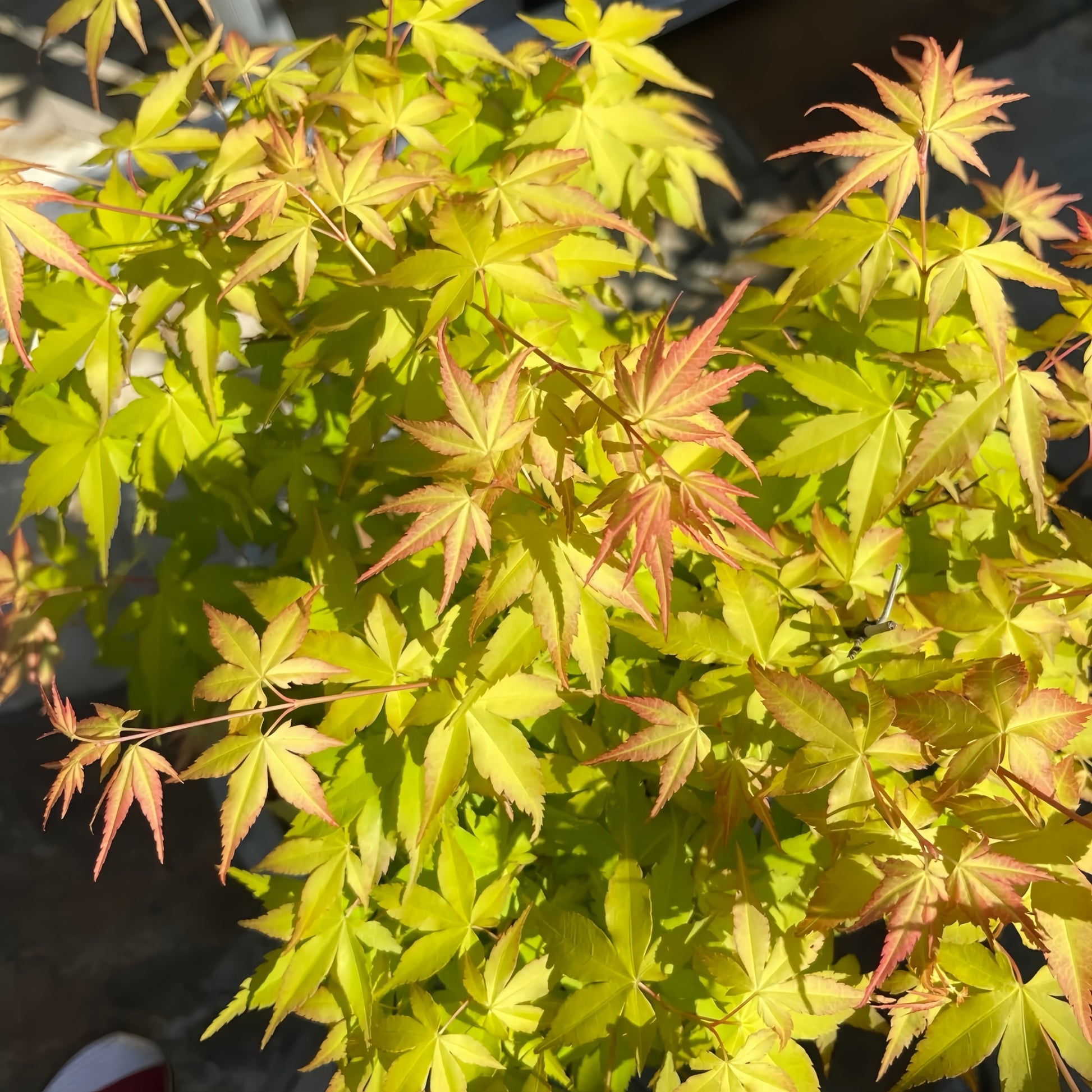 Kasuu Japanese Maple 