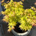 Kasuu Japanese Maple 