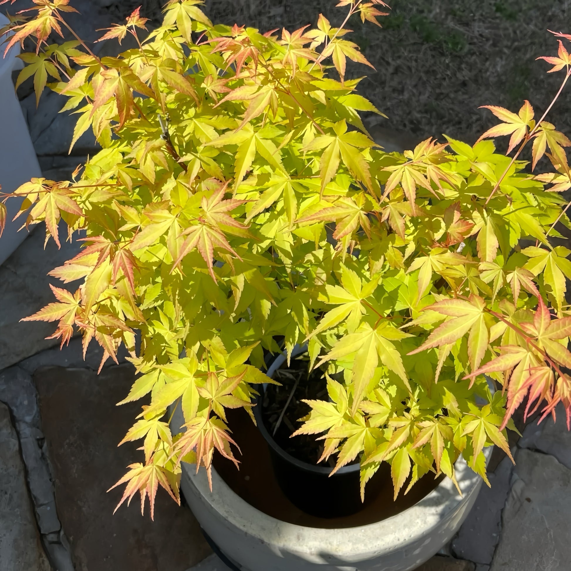 Kasuu Japanese Maple 