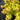 Kasuu Japanese Maple Japanese Maple with seasonal foliage color