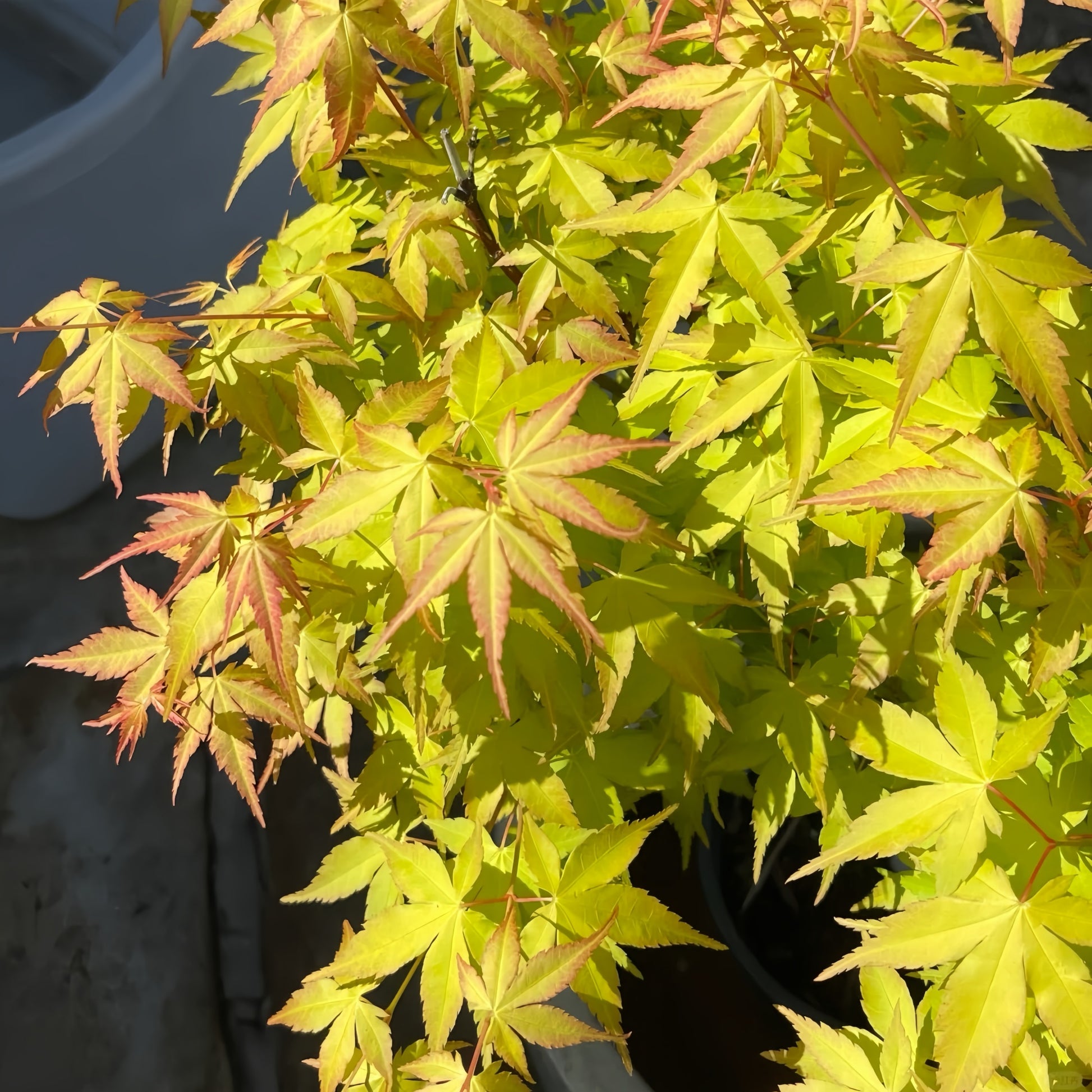 Kasuu Japanese Maple 