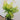 Kasuu Japanese Maple Japanese Maple with seasonal foliage color