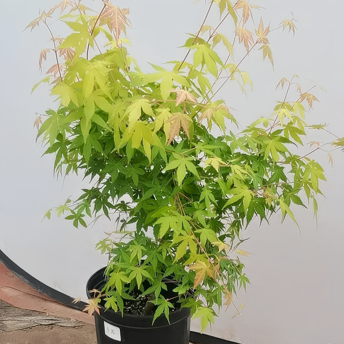 Kasuu Japanese Maple 