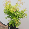 Kasuu Japanese Maple 