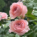 Katherine Rose garden rose with elegant blooms