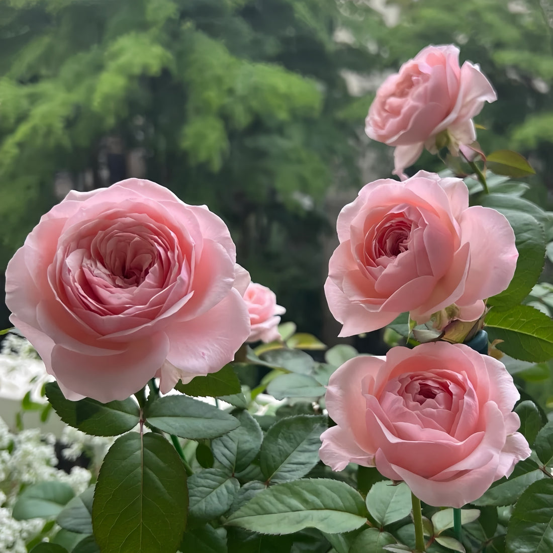 Katherine Rose garden rose with elegant blooms