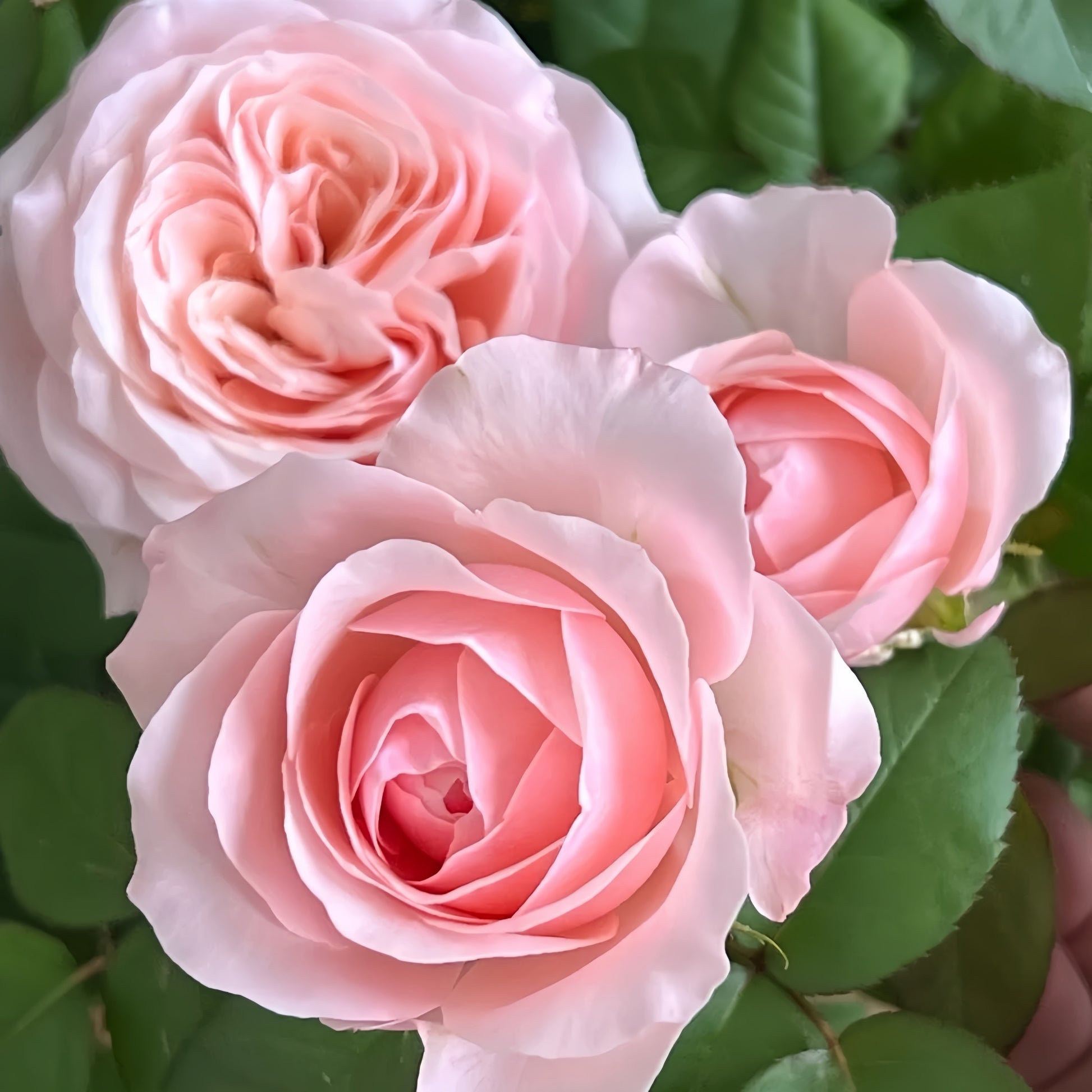 Katherine Rose garden rose with elegant blooms