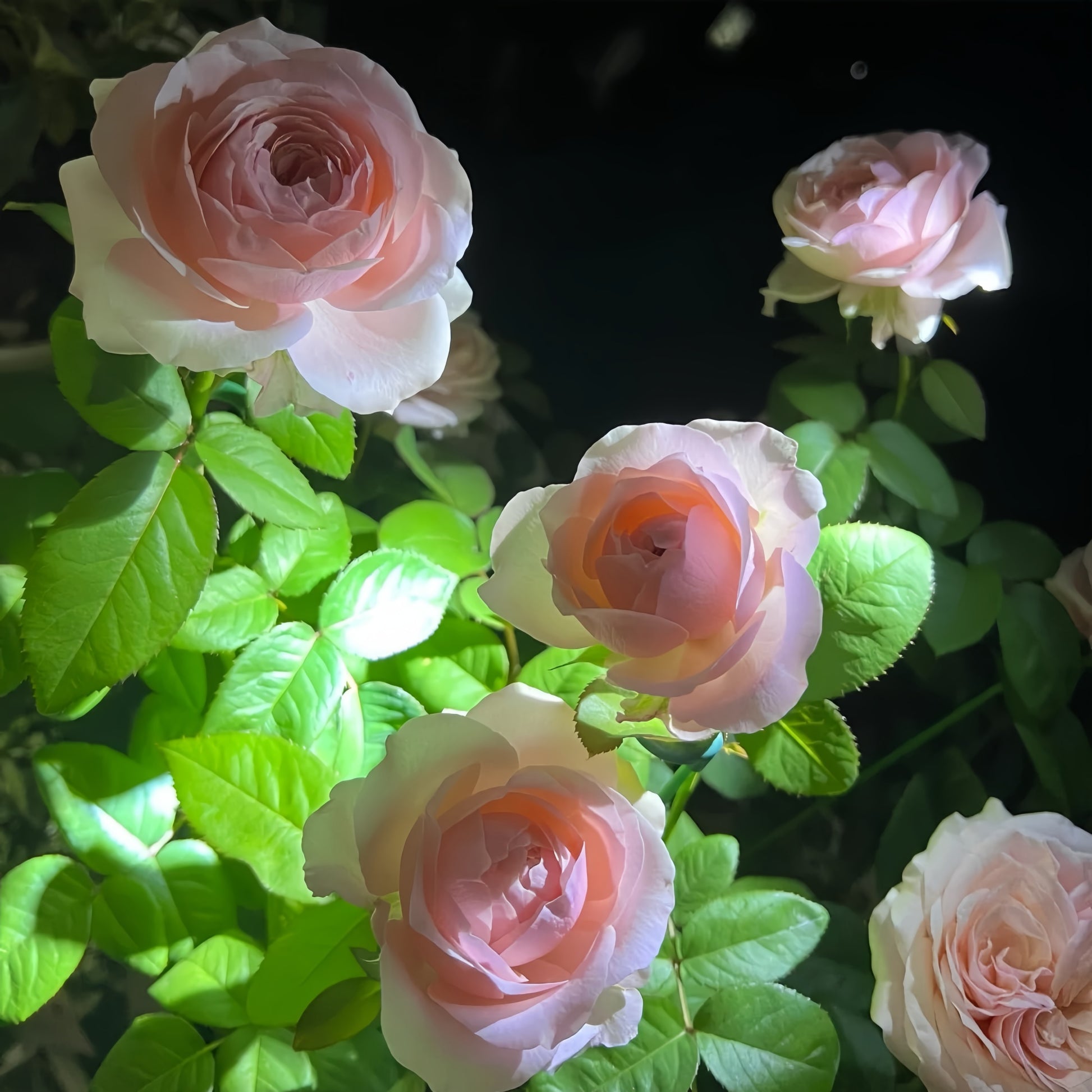 Katherine Rose garden rose with elegant blooms