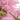 Kawazu-zakura Flowering Tree（4.5～5 Feet） close-up foliage