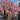 Kawazu-zakura Flowering Tree（4.5～5 Feet） close-up foliage