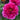 King Peony bloom – large layered petals in vivid red and pink, symbolizing nobility and prosperity.