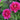 King Peony bloom – large layered petals in vivid red and pink, symbolizing nobility and prosperity.