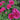 King Peony bloom – large layered petals in vivid red and pink, symbolizing nobility and prosperity.