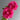 King Peony bloom – large layered petals in vivid red and pink, symbolizing nobility and prosperity.