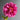 King Peony bloom – large layered petals in vivid red and pink, symbolizing nobility and prosperity.