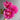 King Peony bloom – large layered petals in vivid red and pink, symbolizing nobility and prosperity.
