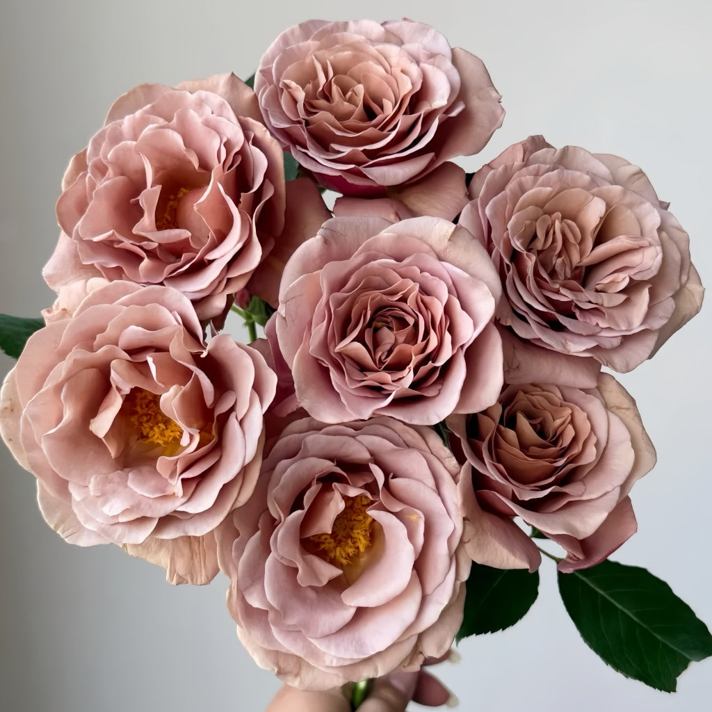 Koko Loko rose bloom transitioning from mocha brown to soft lavender