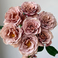 Koko Loko rose bloom transitioning from mocha brown to soft lavender