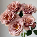Koko Loko rose bloom transitioning from mocha brown to soft lavender