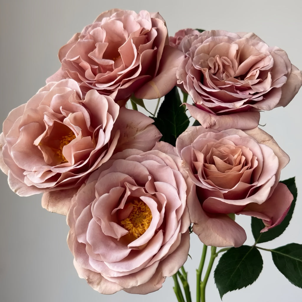 Koko Loko rose bloom transitioning from mocha brown to soft lavender