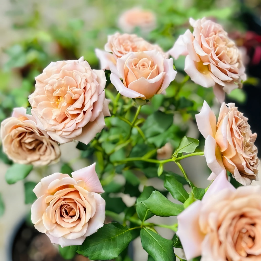 Bush of Koko Loko roses flowering continuously with color-shifting petals