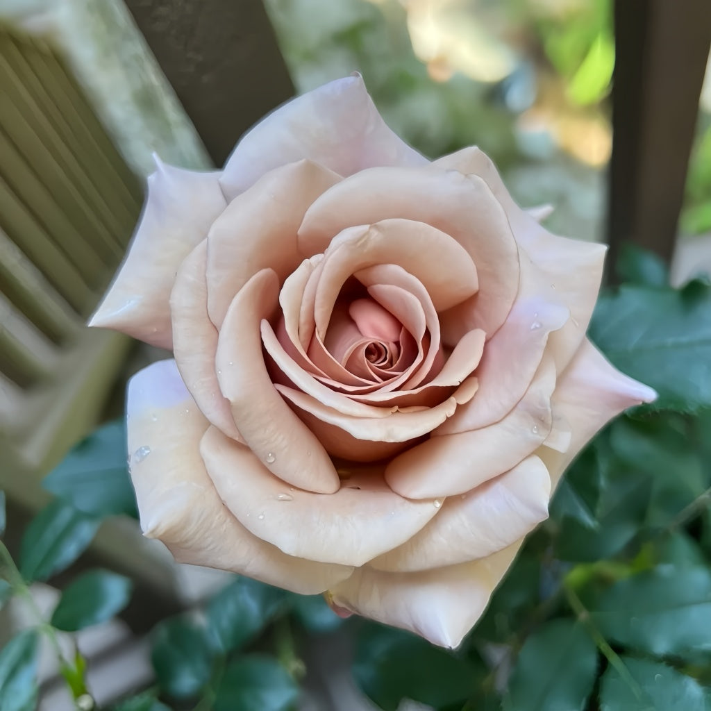Bush of Koko Loko roses flowering continuously with color-shifting petals