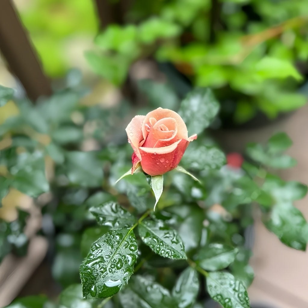 Floribunda Koko Loko rose with compact green foliage and pale blooms