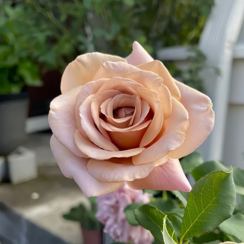 Floribunda Koko Loko rose with compact green foliage and pale blooms