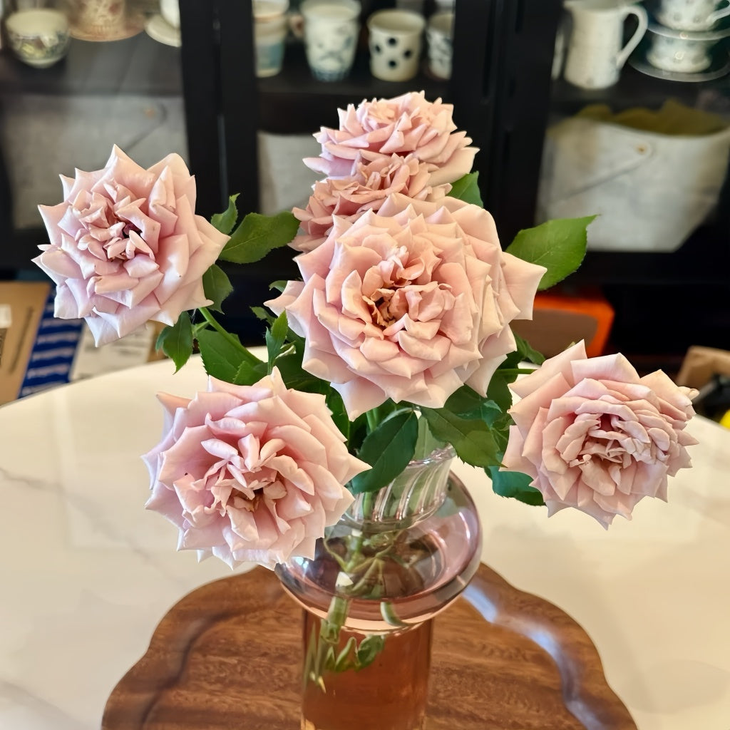 Chocolate-toned Koko Loko rose in early bloom stage in garden