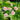 Koko Loko Rose Plant close-up of densely petaled flower