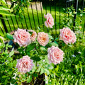 Chocolate-toned Koko Loko rose in early bloom stage in garden
