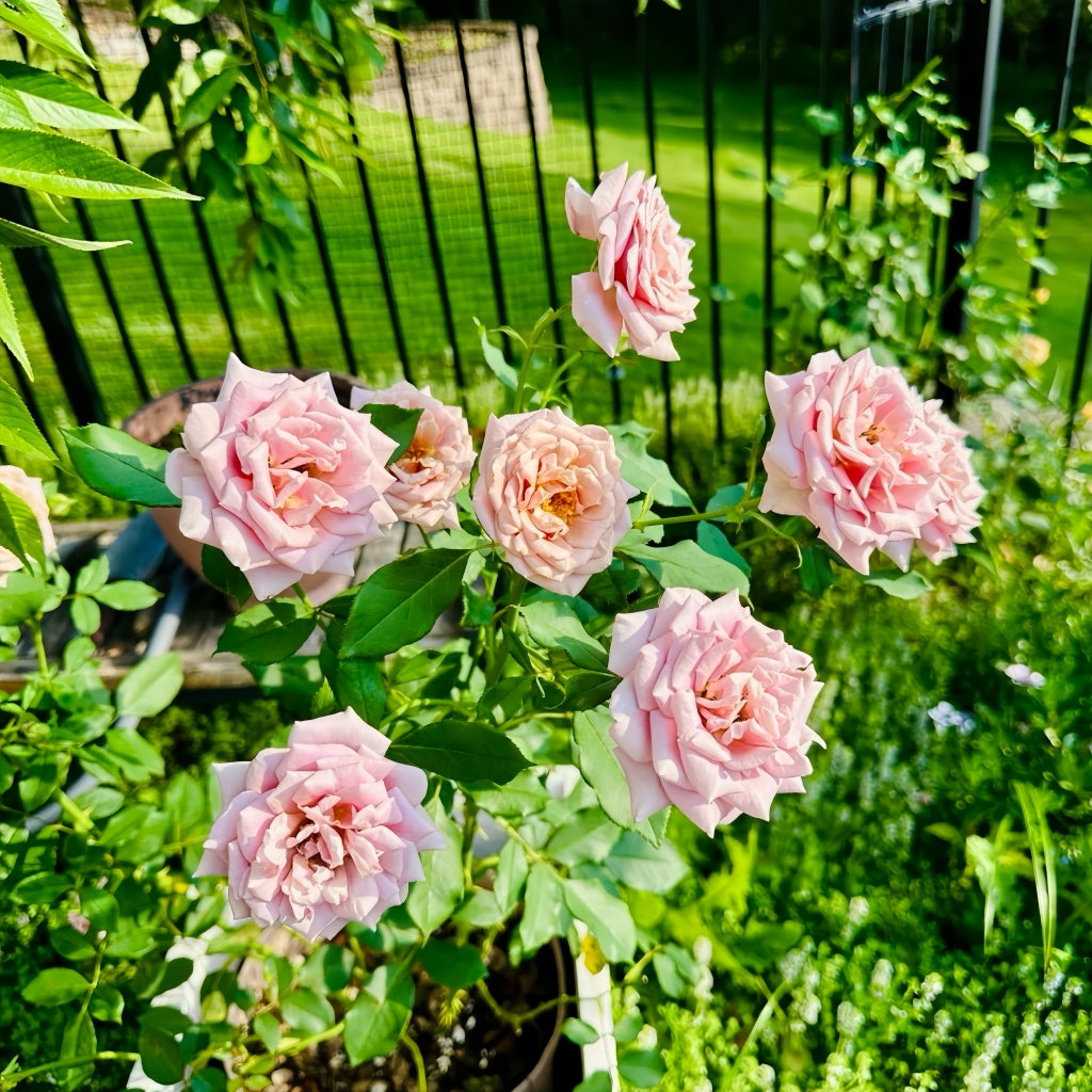Chocolate-toned Koko Loko rose in early bloom stage in garden