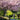 Kwanzan Cherry Blossom Tree(4~5Feet) ornamental plant in garden