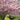 Kwanzan Cherry Blossom Tree(4~5Feet) ornamental plant in garden