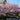 Kwanzan Cherry Blossom Tree(4~5Feet) close-up foliage