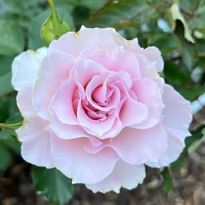 La Marié Rose