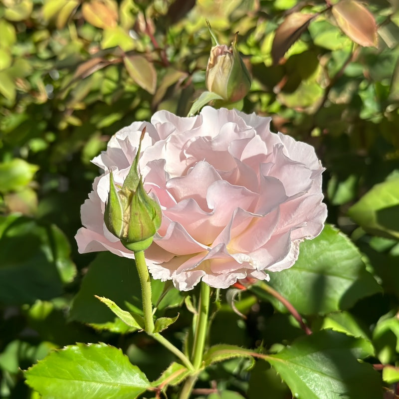 La Marié Rose